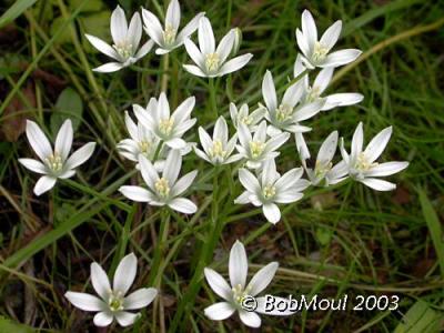 Star Of Bethlehem-Common-N