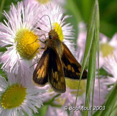 Long Dash Skipper-N