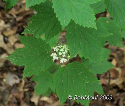 Maple Leaf Viburnum-N