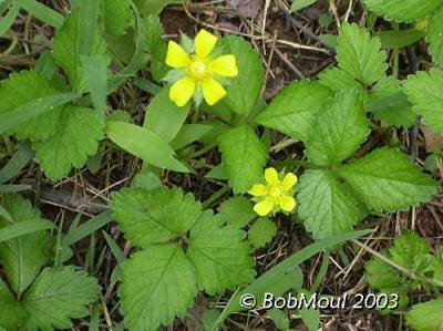 Indian Strawberry-N