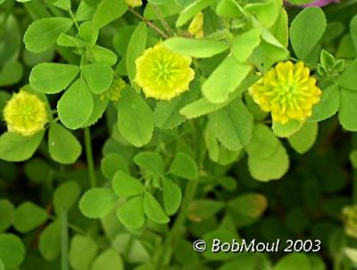 u29/rcm1840/medium/17762566.BlackMedick.jpg