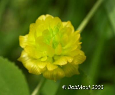 Field Clover-N