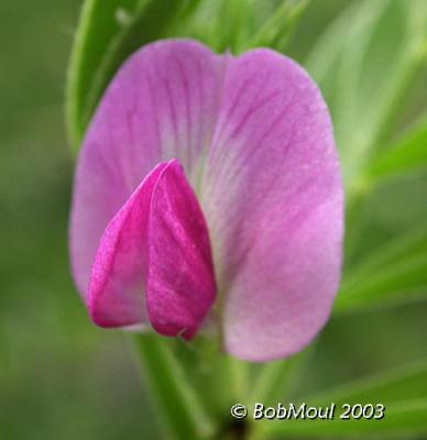 SpringVetch -N