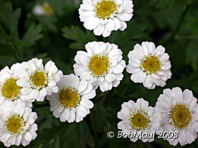 FeverFew-N