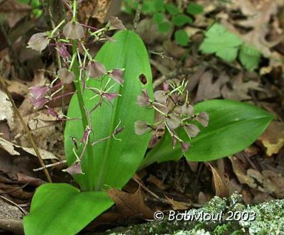 LargeTwayblade-N