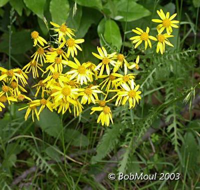 Tansy Ragwort-N probable