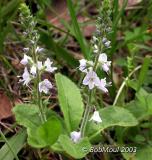 Commom Speedwell-N