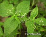 Honewort-N