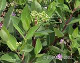 Indian Hemp-N