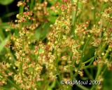 SheepSorrel-N