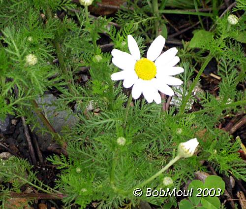 Mayweed-N