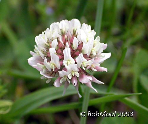 White Clover-N
