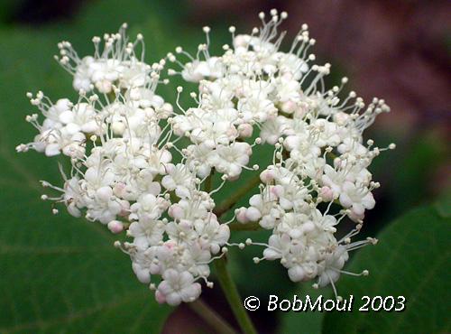 Maple Leaf Viburnum-N