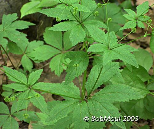 Clustered Snakeroot-N