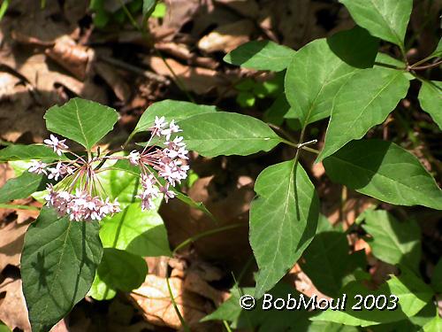 Four-leaved Milkweed-N