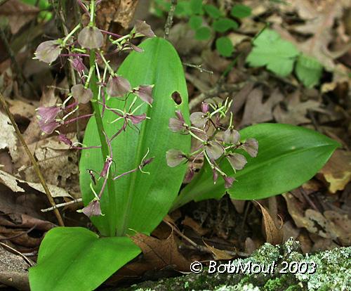 LargeTwayblade-N
