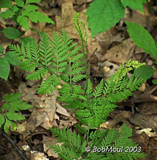 RattlesnakeFern-N