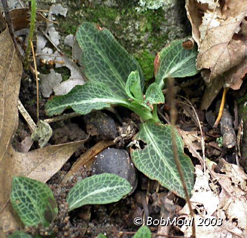 RattlesnakePlantain-N