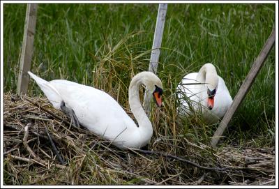 Swans Nest building, Topsham