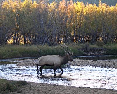 Elk crossing Big Thompson
