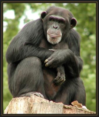 JPG SB Chimp aP5251994.jpg