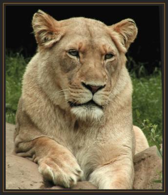 JPG SB C a lion P5251954.jpg