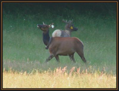 Two Elk aP6050031.jpg