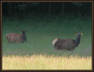 Two Elk aaP6050030.jpg