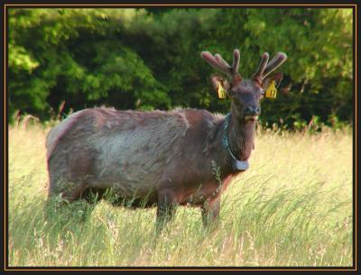 Cataloochee, NC