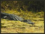 Medium Gator P4170054.jpg