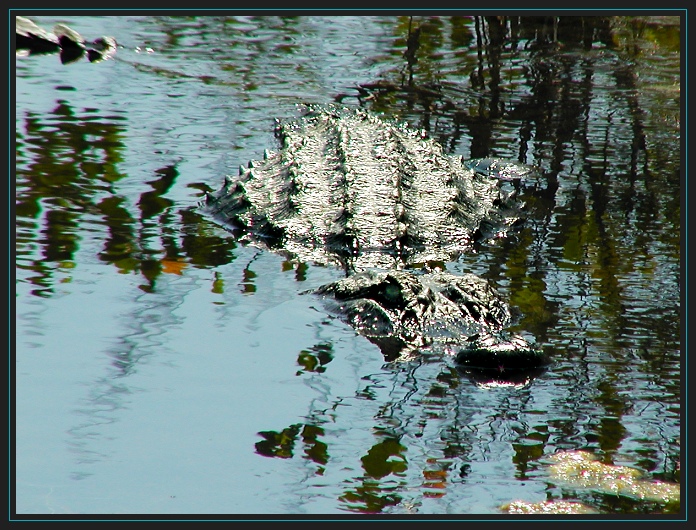 Big Gator P4170039.jpg