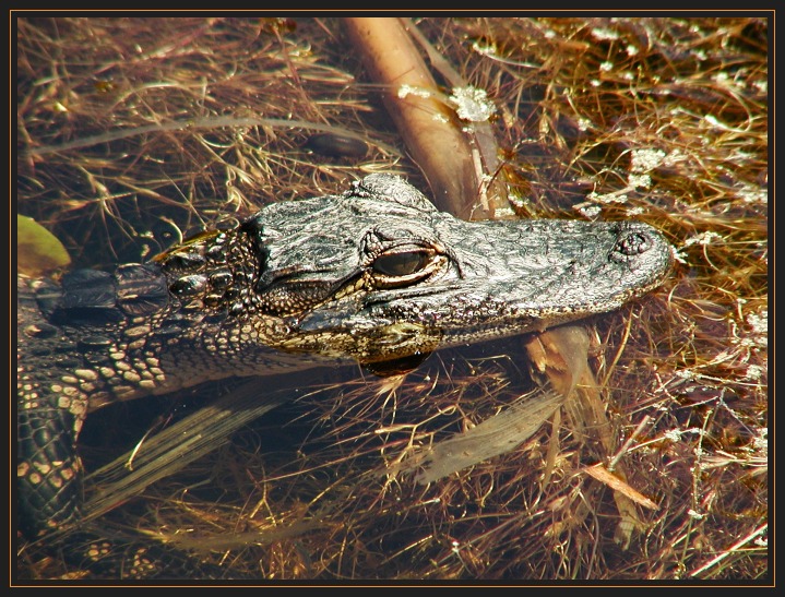 Small Gator P4170087.jpg