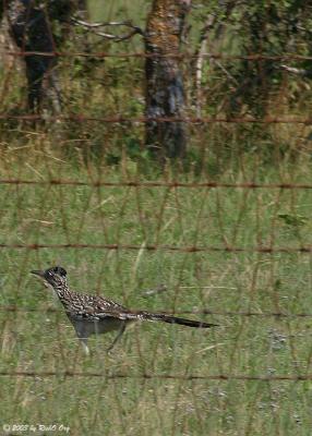 Road Runner - Beep Beep