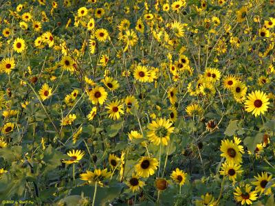 Rush Hour Sunflowers