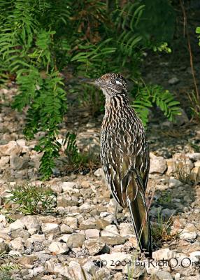 Greater Roadrunner