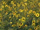 Rush Hour Sunflowers