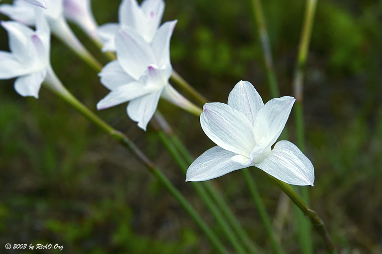 Rain Lily