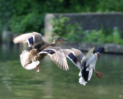 f:5.6 1/400s 500mm iso 800
Two Ducks
