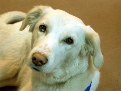 u29/rl/medium/41242320.1.Yukiethewonderdog.jpg