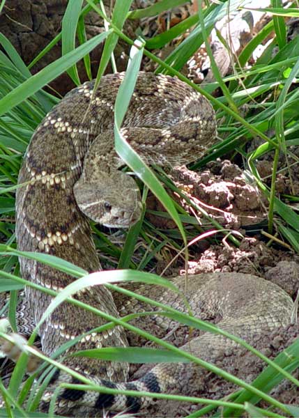 Western Diamondback Rattlesnake