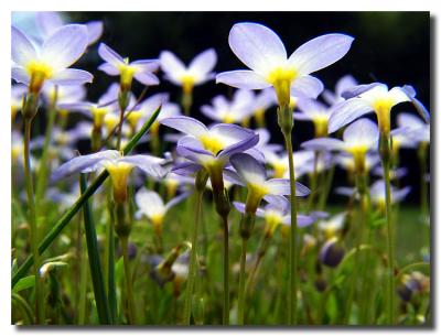 Alpine Lake Flowers