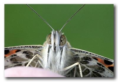 Painted Lady Butterfly