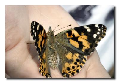 Painted Lady Butterfly