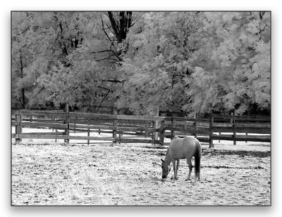 IR Horse Farm