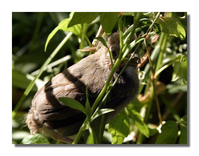 Baby Cardinal