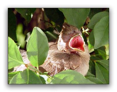 Sleepy Baby Cardinal