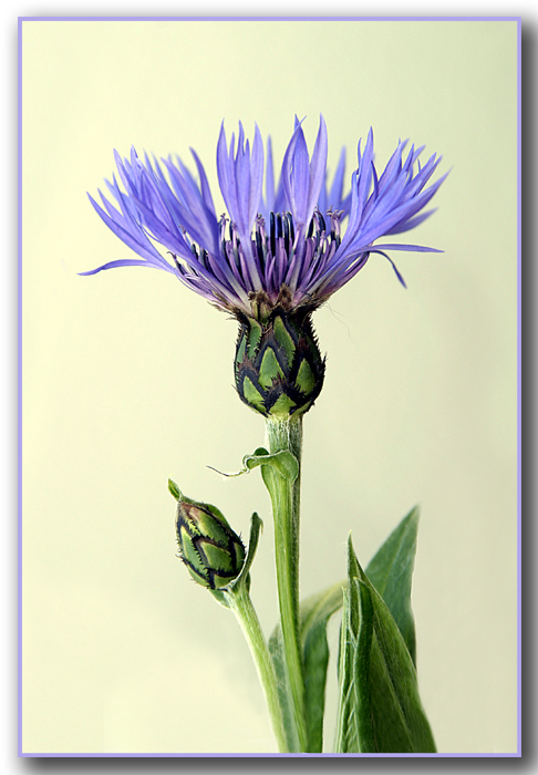 Perennial