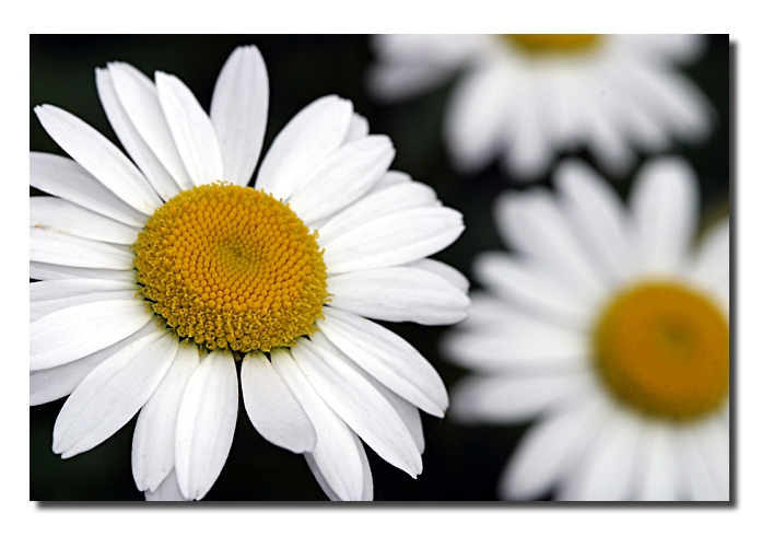 Three Daisies