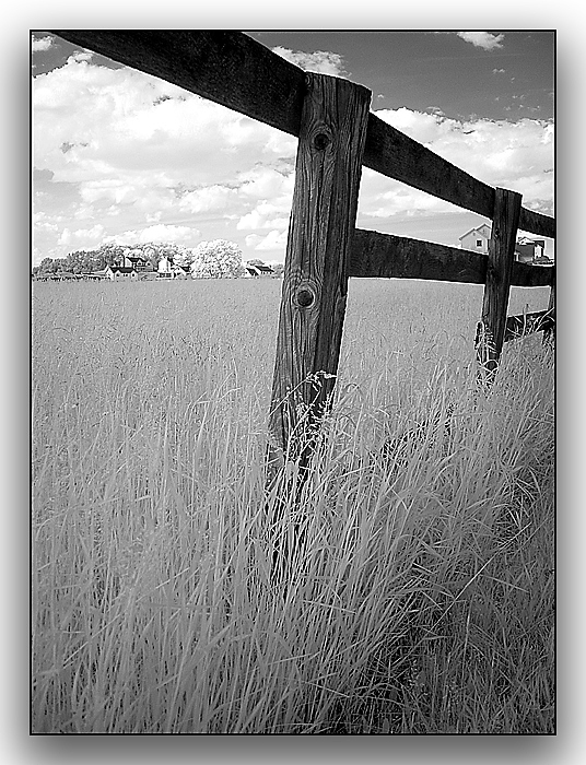 Under the Fence