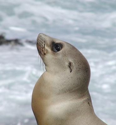 Young sea lion near Morro Bay